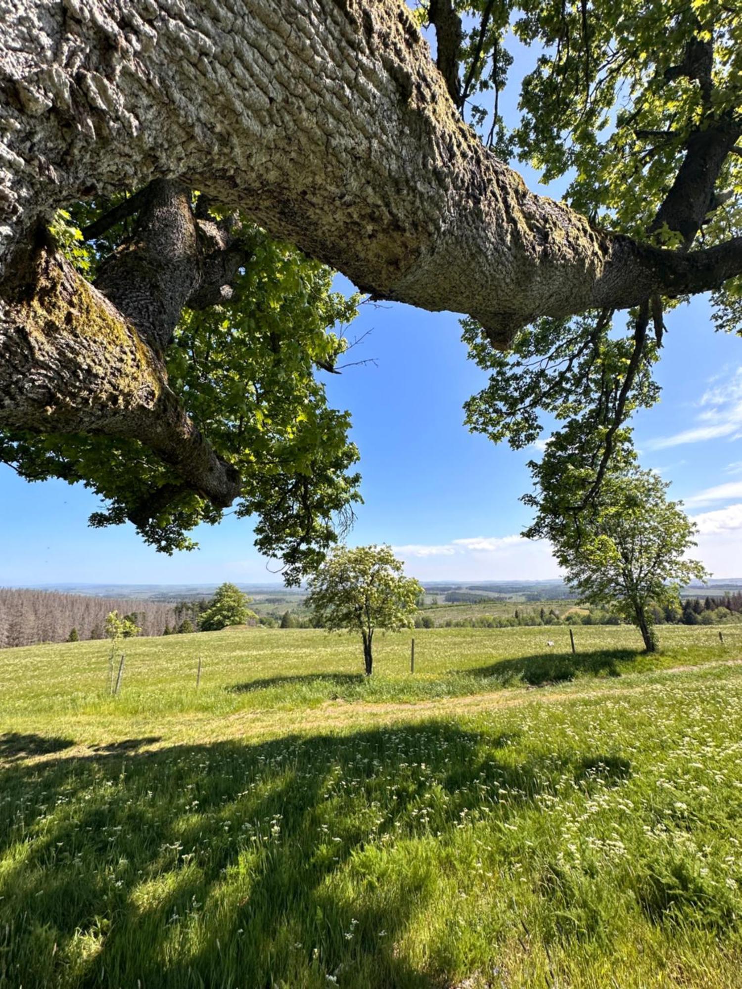 Ferienwohnungen Hexenstieg & Wurmbergblick Ширке Экстерьер фото